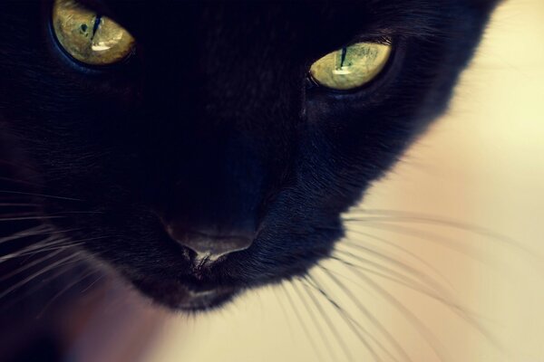 Черная кошка желтые глаза