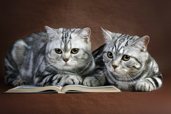 Кошки на книги