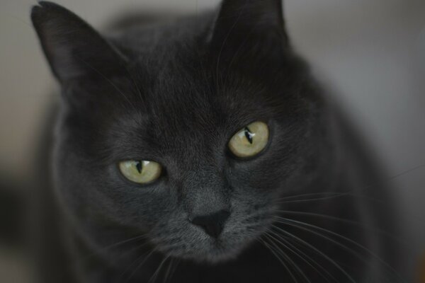 Серый кот с зелеными глазами