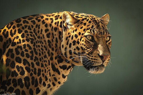 профиль leopard морда леопард хищник