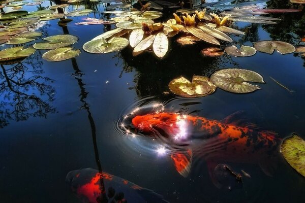 отражение растения рыбы вода