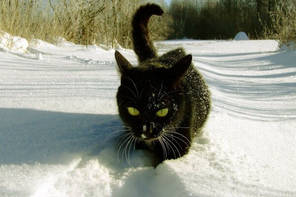 кот зима лес чёрный снег