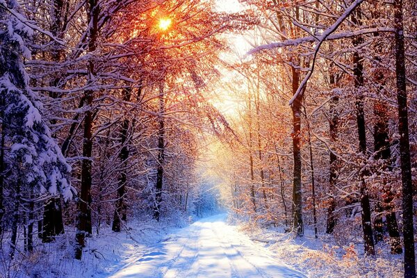 зимняя алея свет деревья красивая картинка