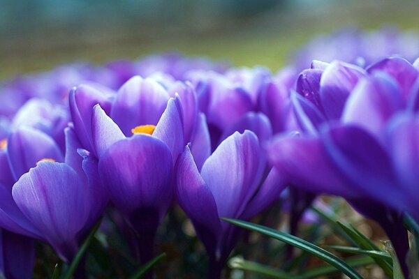 цветы крокусы фиолетовые весна