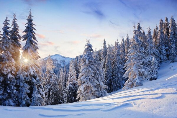 зима горы природа деревья снег