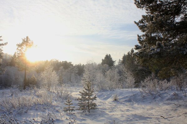 лес снег деревья зима ель солнце