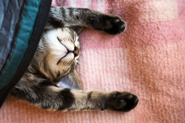 кошка сон кот спит покрывало лапы