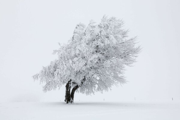 дерево снег зима природа