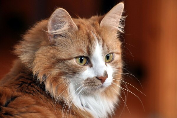 Кошка катенок рыжик коты кошки