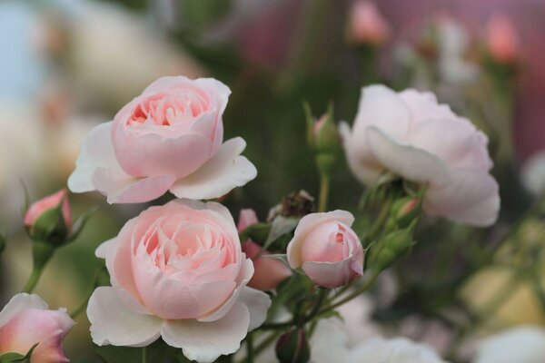 бутоны Розы лепестки куст розовые цветы листья