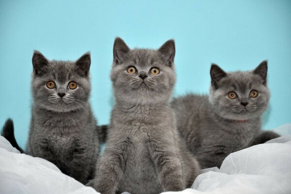 британские трое коты котята серые