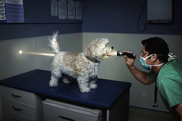 Ветеринар изучает пустой желудок собаки