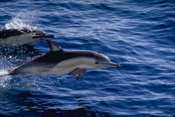 Два дельфина выпрыгивающие из воды.