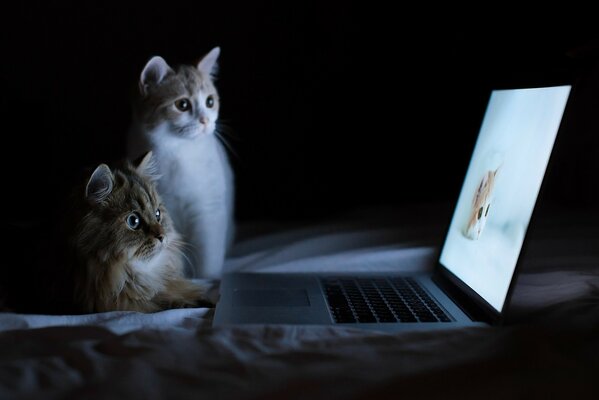 Два кота наблюдают за кошкой на экране ноутбука