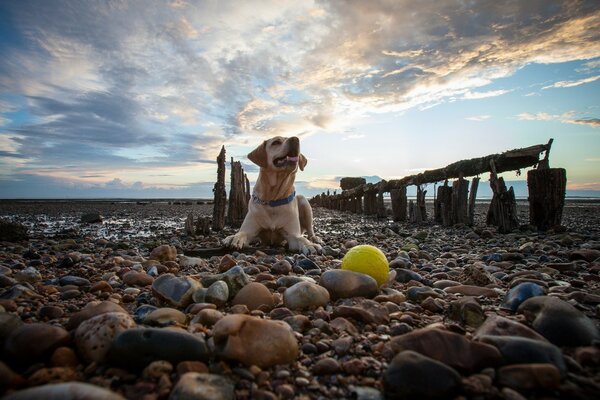 Пес играет с теннисным мячом на камнях морского побережья