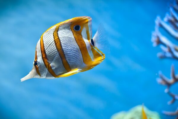 Красивая рыбка с желтыми полосками