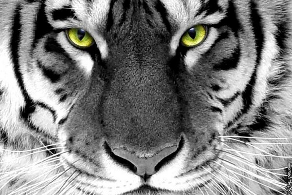 Морда тигра с светящимися глазами