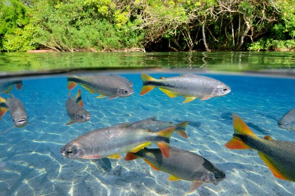 Рыбки в пруду