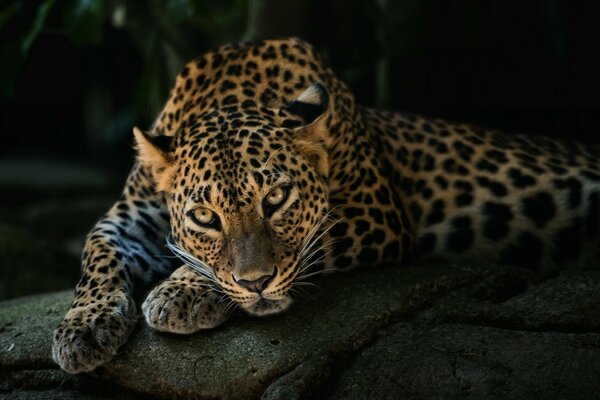 Леопард в ночи