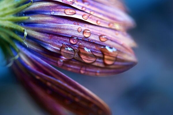 Пурпурный цветок с каплями росы