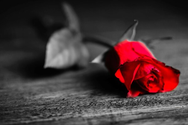 Роза красная на черно-белом фоне