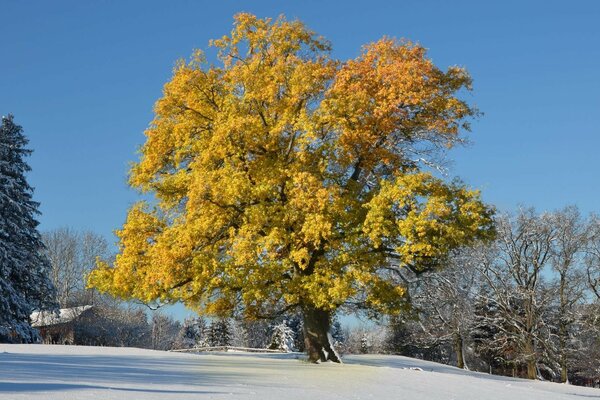 Дерево с желтой листвой, снег,домик