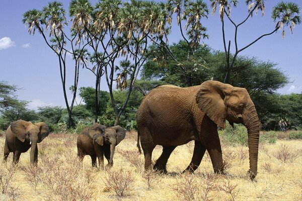 Слониха со слонятами