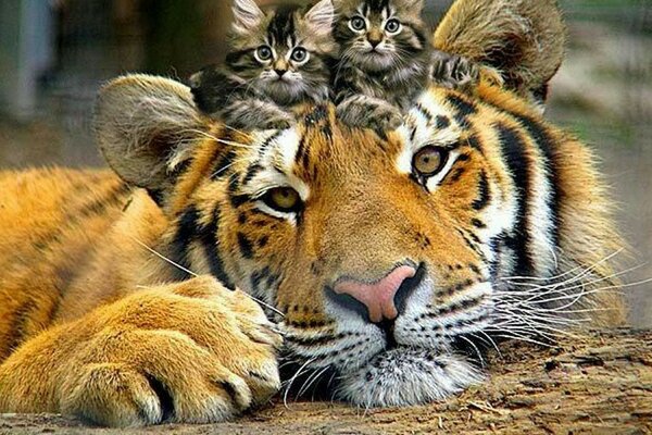 Тигр и котята - лучшие друзья