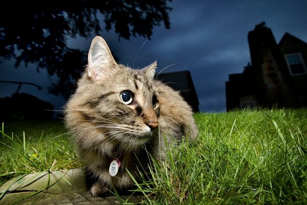 Кот полтергейст на зеленой лужайке