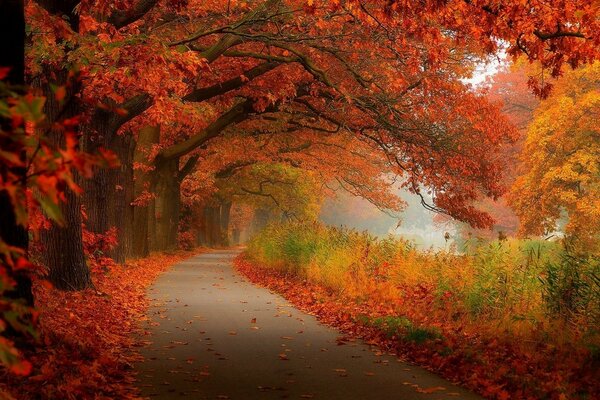 Осенний лес, дорога