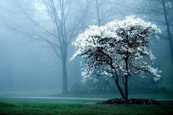 Дерево с белыми цветами