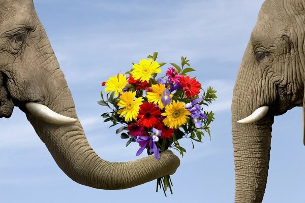 Слон дарит возлюбленной букет цветов