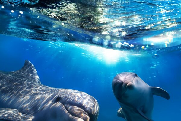 Дельфины в открытом океане