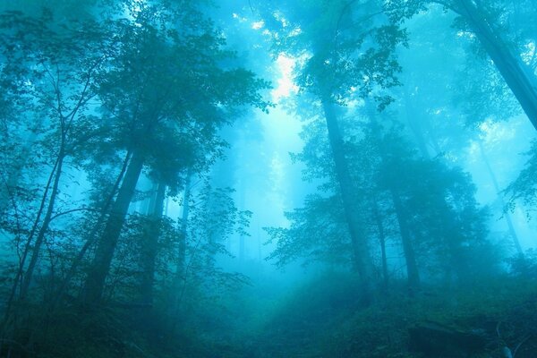 Сказочный дремучий лес в тумане