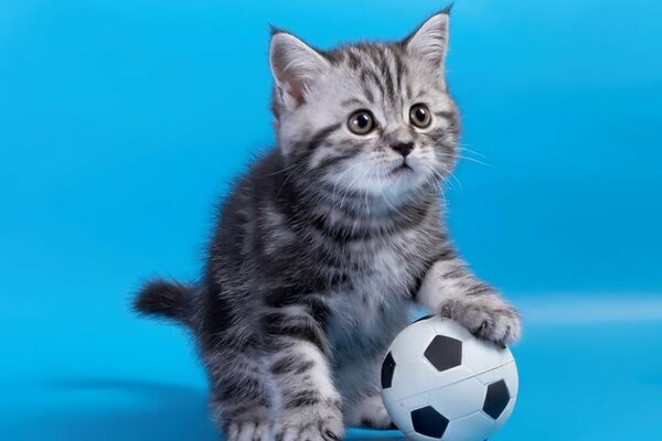 Серый котёнок с футбольным мячом