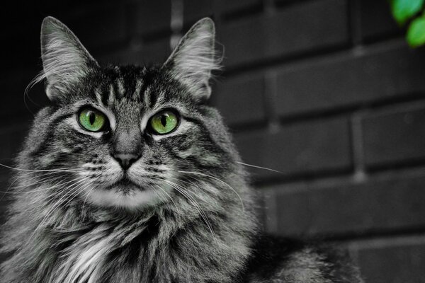 Кошка с зелеными глазами