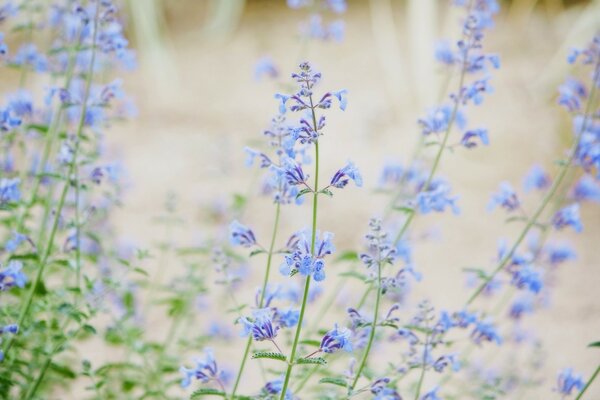 Синие маленькие цветы