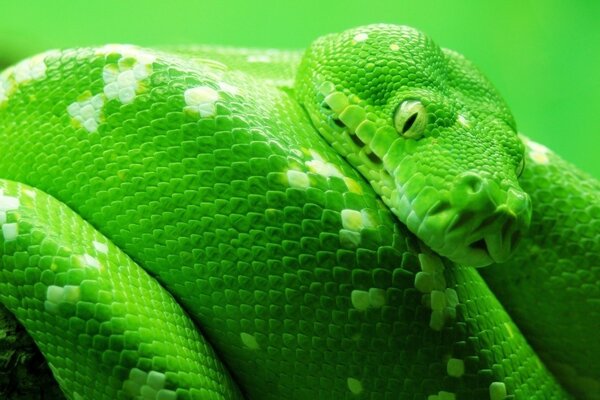 Зеленый удав змея