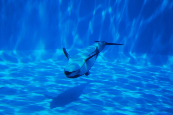Дельфин подводное плавание