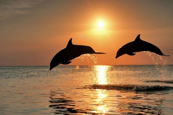 Афалины прыжки на закате карибского Гондурасе