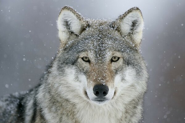 Хищник волк снег