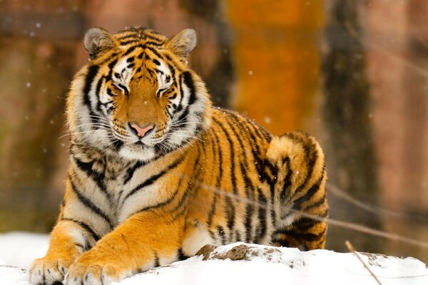 Сонная Сибирский тигр диких животных