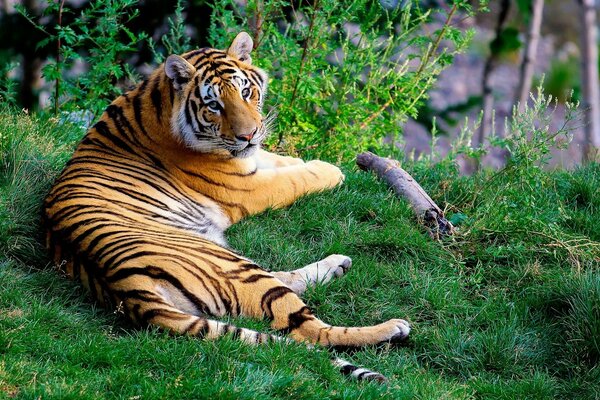 Тигр отдыхает на зеленой траве