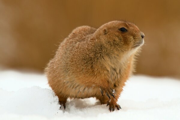 Prairie собака в снегу