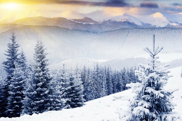 Снег, горы, ели, солнце