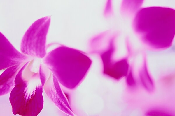 Фиолетовые цветы на белом фоне