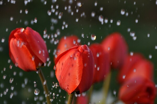 Тюльпаны в дождь