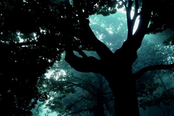 Темный лес дерево