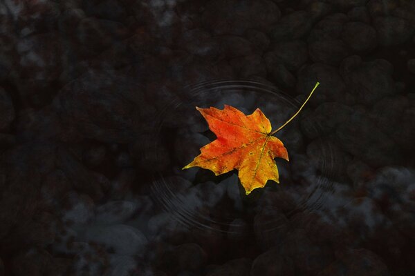 Кленовый лист на воде