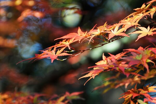 Японские кленовые листья, цвета осени